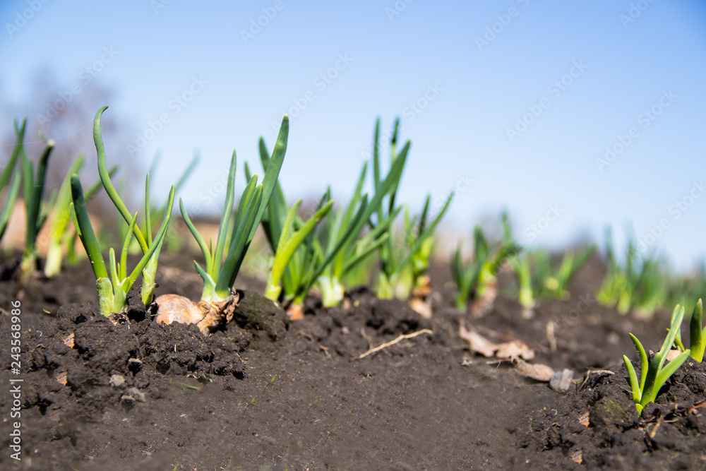 Young green onion sprouted on the field and blue spring sky in the background Young green onion sprouted on the field and blue spring sky in the background