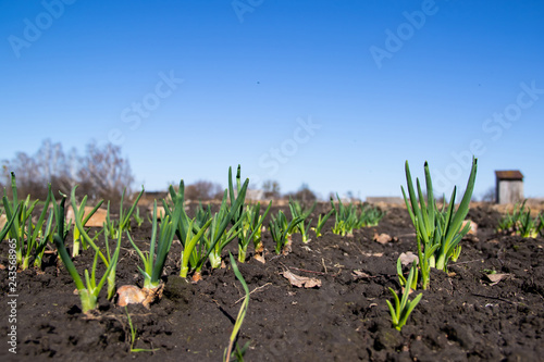 Young green onion sprouted on the field and blue spring sky in the background