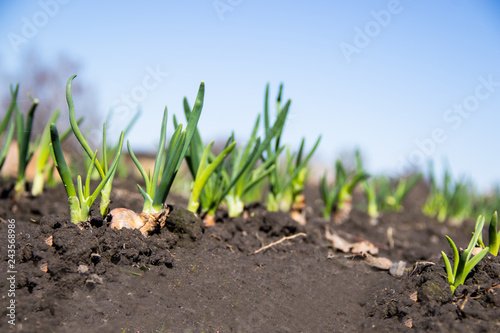 Young green onion sprouted on the field and blue spring sky in the background