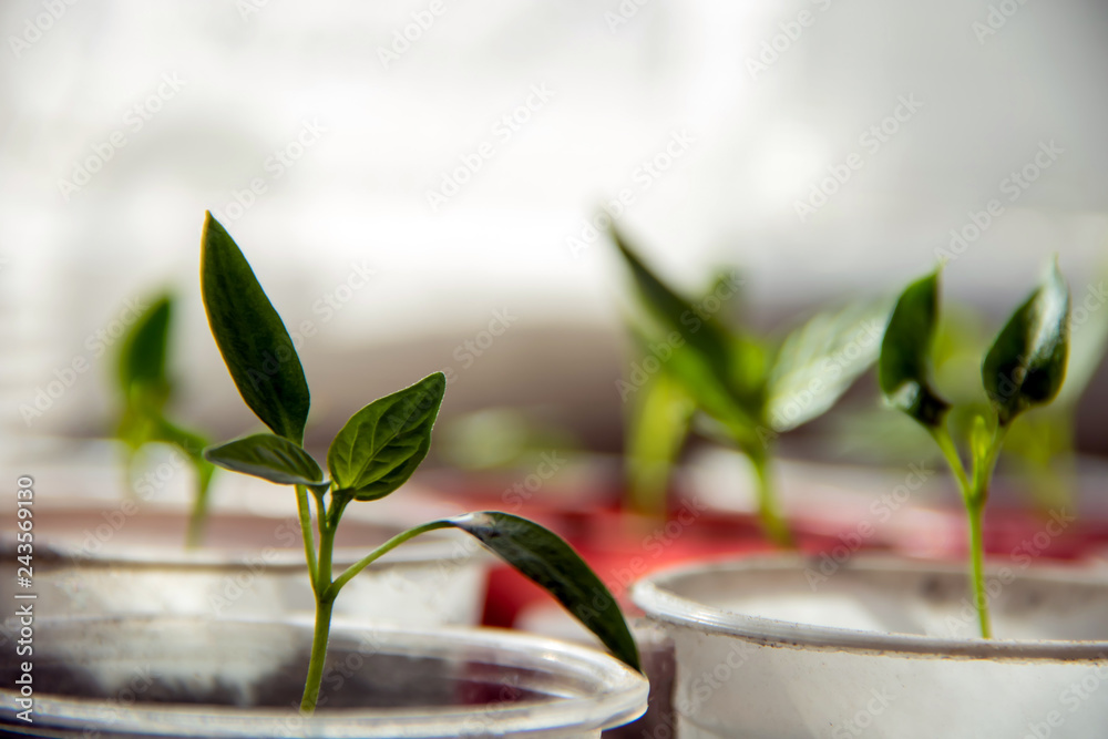 Green seedlings on tray in springtime with copyspace