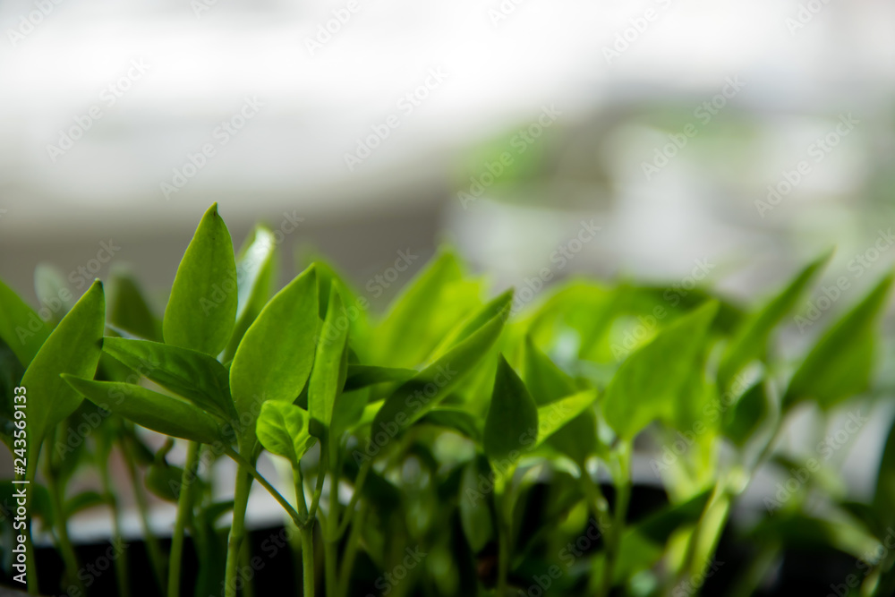 Obraz premium Plantation of young green sprouts, closeup with copyspace.
