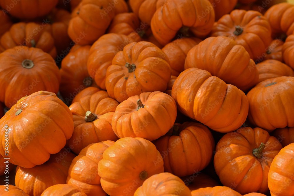 Mini Pumpkin Mini Pumpkin
