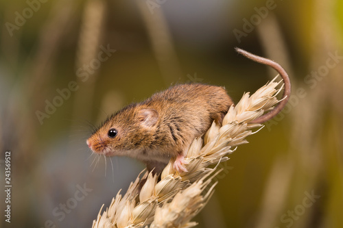 Brown harvest Mouse