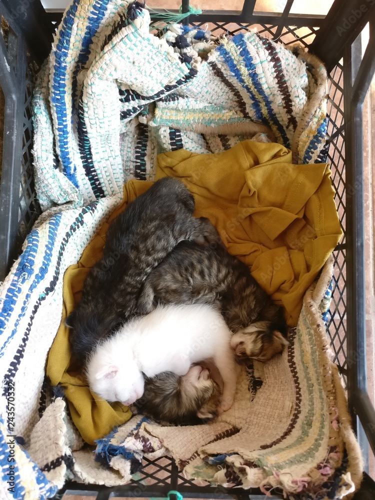 Four small newborn kittens. Very cute photo of little kitties clinging to each other. One white three striped cats