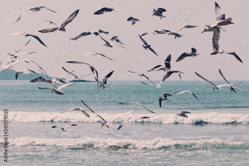 Large group of seagulls flying over the sea water. Toned with Instagram retro filters.