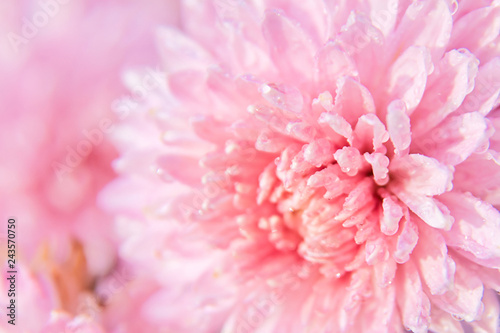 pink chrysanthemum flower with dew drops on delicate petals