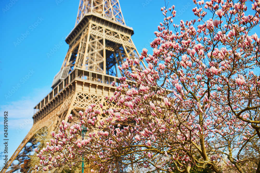 Eiffel Tower with blooming magnolia