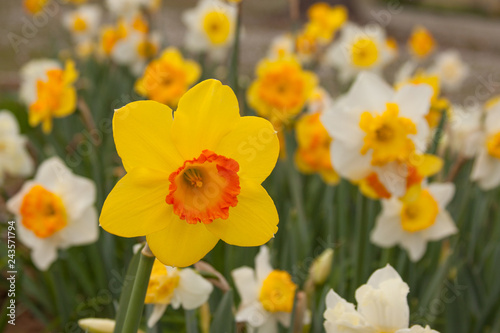 daffodil group