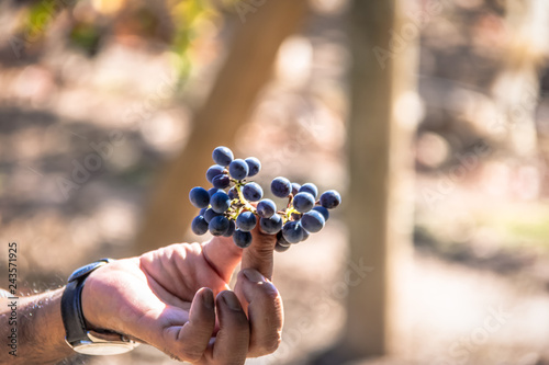 Grapes in a Chilean Vineyard - Santiago, Chile photo