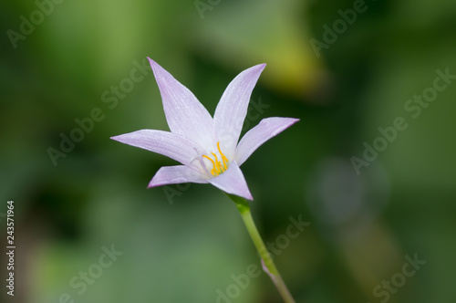 white flower in the garden