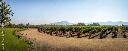 Fotografía Chilean Vineyard - Santiago, Chile