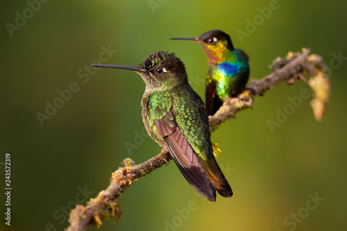 Fiery-throated Hummingbird - Panterpe insignis medium-sized hummingbird breeds only in the mountains of Costa Rica and Panama photo