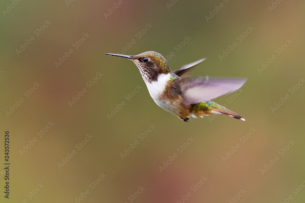 Fototapeta premium very small hummingbird which breeds only in the mountains of Costa Rica and Chiriqui, Panama