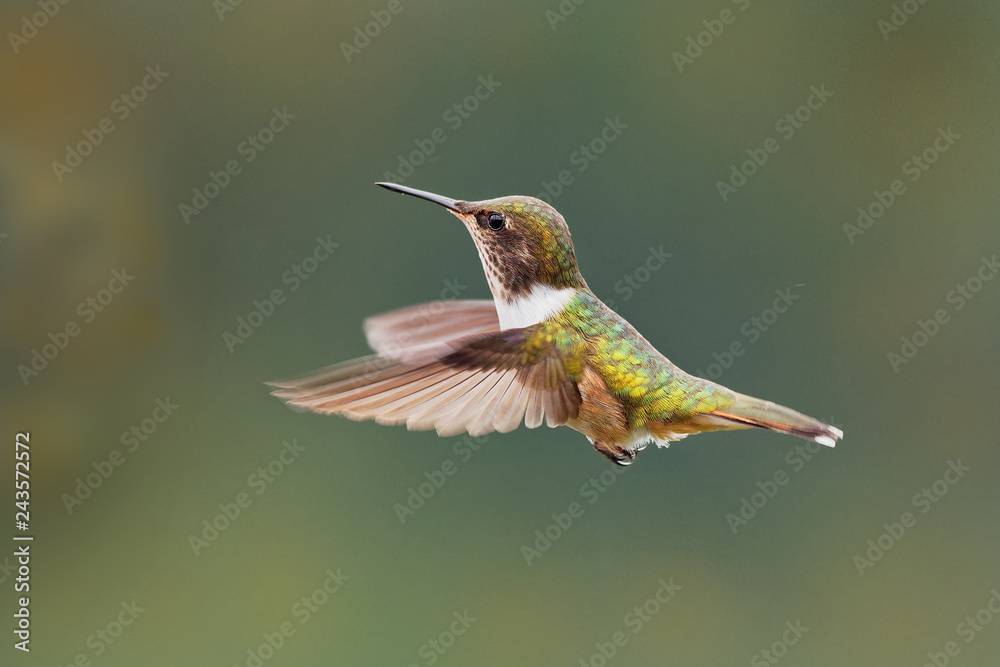 Fototapeta premium very small hummingbird which breeds only in the mountains of Costa Rica and Chiriqui, Panama