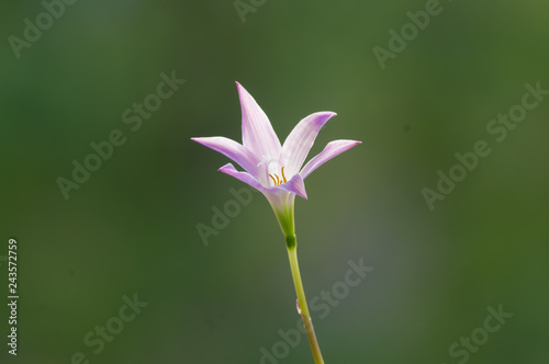  onion flower