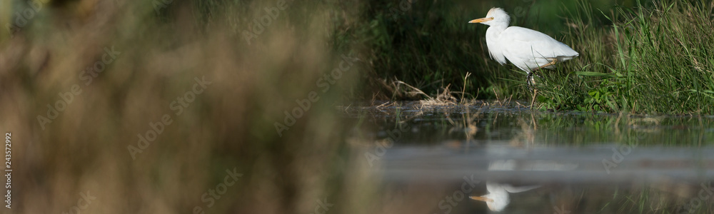 Fototapeta premium Cattle egret in the Oasis of Bahariya