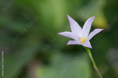 white flower in the garden