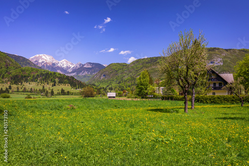 Landscape view of one wooden rural cottage on green meadow surrounded with green forest. Summer in Bohinj, Stara Fuzina, Slovenia,Europe. photo