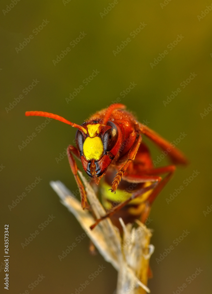 Fototapeta premium Median wasp (Dolichovespula) portrait - Stock Image
