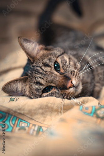 Brown domestic cat relaxing on a cushion or a pillow