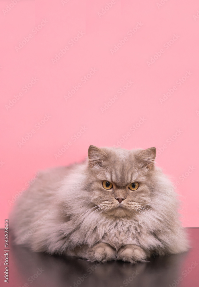 Beautiful large fluffy cat on a pink background, focused looking in the camera, posing. Gray adult cat lying on a colored background in the studio. Copyspace