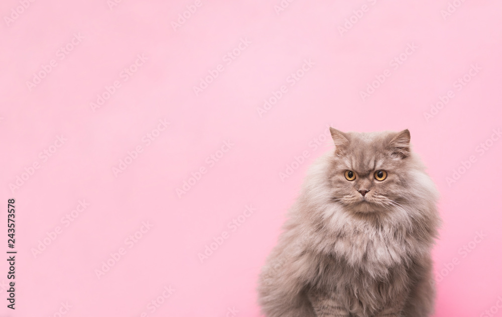 Fototapeta premium Puszysty dorosły kot na białym tle na różowym tle w studio patrząc bokiem na copyspace. Piękny dorosły kot na różowym tle i miejsce na tekst po prawej stronie. Koncepcja zwierzęta, na białym tle