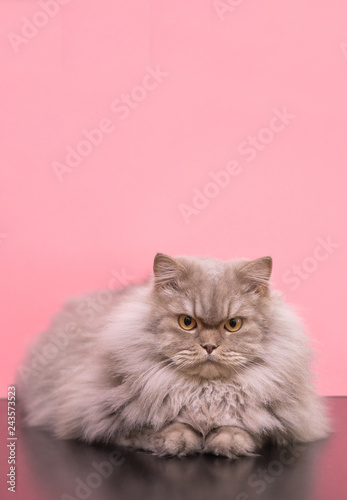 Beautiful large fluffy cat on a pink background, focused looking in the camera, posing. Gray adult cat lying on a colored background in the studio. Copyspace