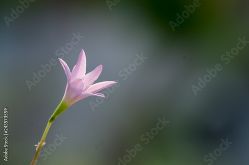  onion flower