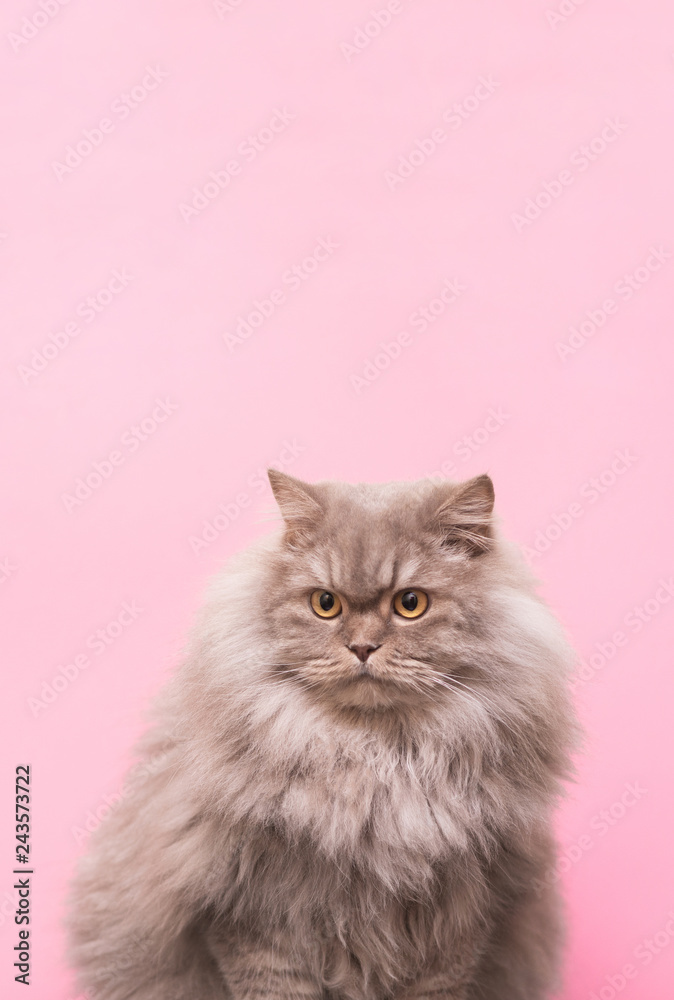Beautiful fluffy cat isolated on pink background, top spot for text. Gray fluffy adult cat standing on a pink background in the studio looks to the side. Copyspace Beautiful fluffy cat isolated on pink background, top spot for text. Gray fluffy adult cat standing on a pink background in the studio looks to the side. Copyspace