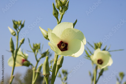 flowering okra