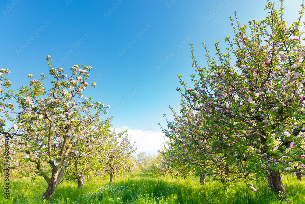 Picture of beautiful tree blossom, abstract natural background, spring day, little pink flowers on tree branch, blurred background blue sky and green grass in spring Picture of beautiful tree blossom, abstract natural background, spring day, little pink flowers on tree branch, blurred background blue sky and green grass in spring