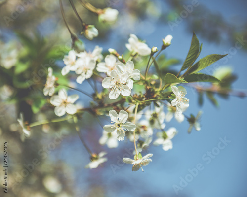 Picture of beautiful tree blossom, abstract natural background, spring day, little pink flowers on tree branch, blurred background blue sky and green grass in spring © Irina Sokolovskaya