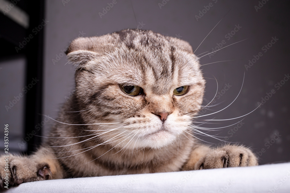 Naklejka premium Rasowy niezadowolony kot Scottish Fold jest na stole i złowrogo wygląda. Zbliżenie.