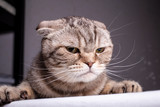 Thoroughbred dissatisfied cat Scottish Fold is on the table and evil looks. Close-up.
