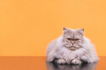 Photo of a gray fluffy cat lies on a orange background and is focused on looking at the camera. Сlose-up fluffy cat posing on a camera in a studio on a orange background, isolated. Copyspace. Pet