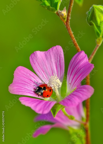 Ladybug on green leaf defocused background © blackdiamond67