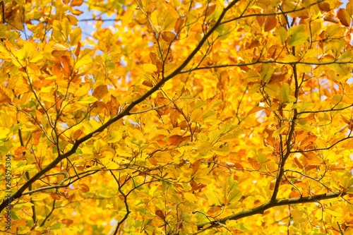 Beautiful golden beech leaves background