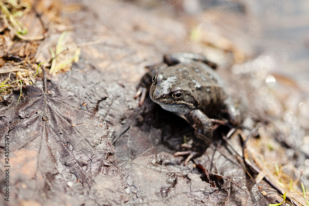 Common grass frog (Rana temporaria)