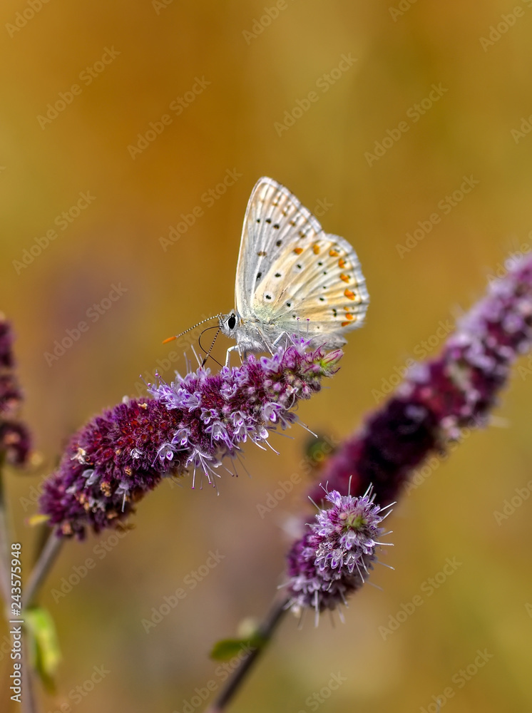 Beautiful butterfly sitting on flower in a summer garden Beautiful butterfly sitting on flower in a summer garden