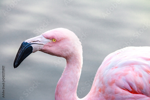 Flamingo at Bicentenario Park - Santiago, Chile photo