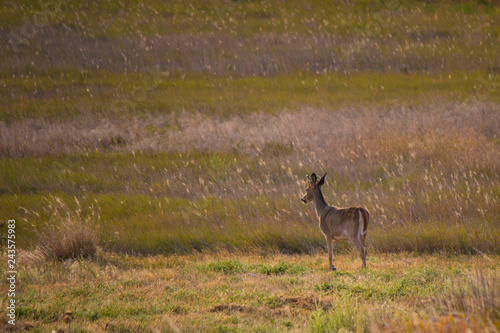 Deer looking over grass meadow