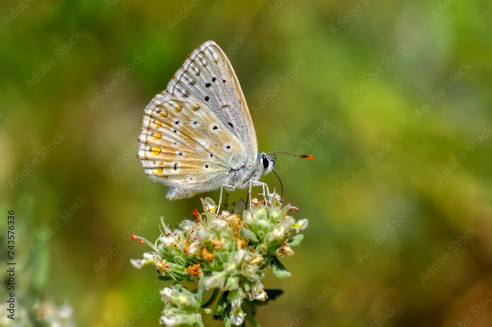 Beautiful butterfly sitting on flower in a summer garden Beautiful butterfly sitting on flower in a summer garden