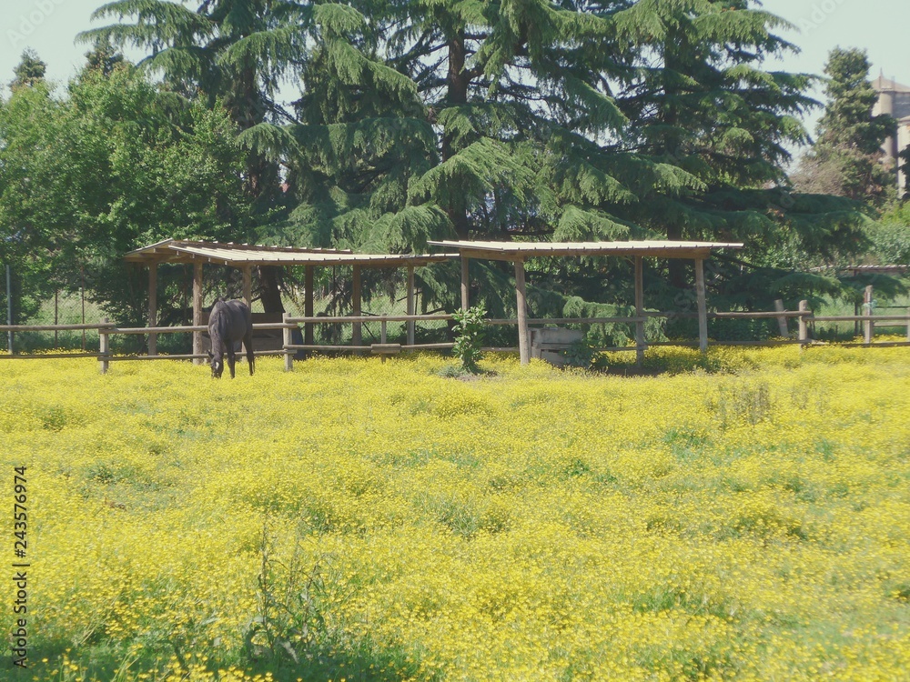 Obraz premium Campagna a Sud di Milano (Lombardia)