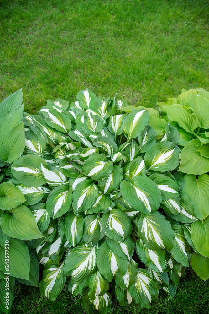 Obraz premium Beautiful plant host in the flowerbed in the garden.