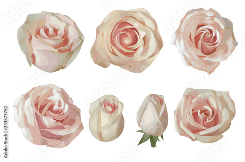 Set of vector watercolor tea roses isolated on white background. For the design of wedding invitations, greeting cards, flyers, fabric, certificates