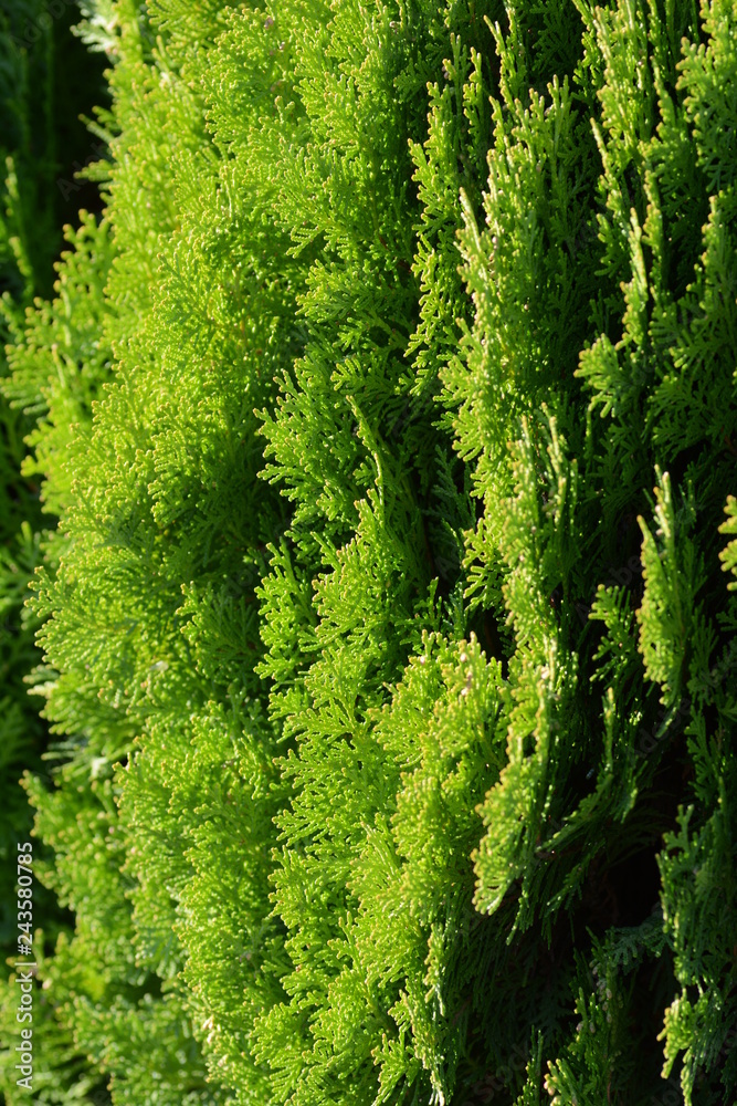 Japanese cypress (Hinoki leaf)