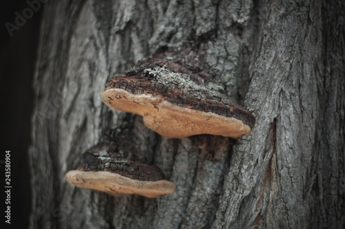 fungus on a tree