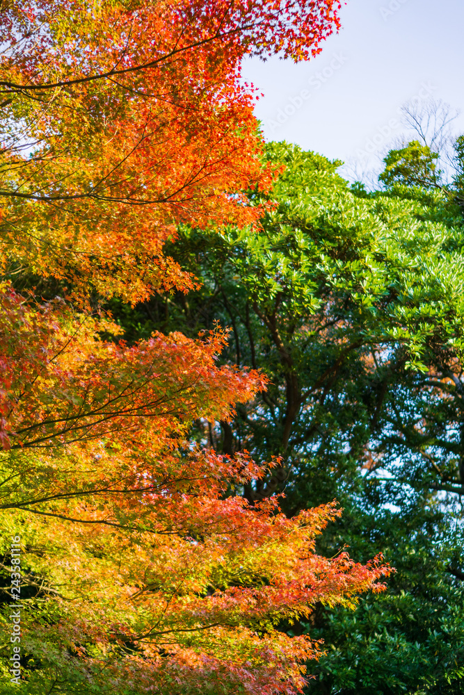 Colorful maple trees and golden branches of leaves in autumn (Japanese garden) Colorful maple trees and golden branches of leaves in autumn (Japanese garden)