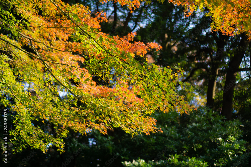 Colorful maple trees and golden branches of leaves in autumn (Japanese garden) Colorful maple trees and golden branches of leaves in autumn (Japanese garden)