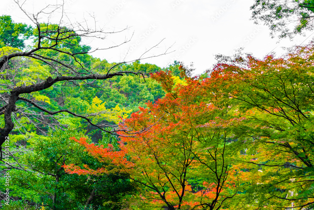 Colorful maple trees and golden branches of leaves in autumn (Japanese garden) Colorful maple trees and golden branches of leaves in autumn (Japanese garden)